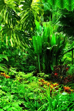 Florida Botanik Bahçesi Largo Florida ABD