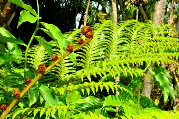 Fougère Pompon Japonaise Nom Latin Polystichum Polyblepharum Images De Stock Libres De Droits