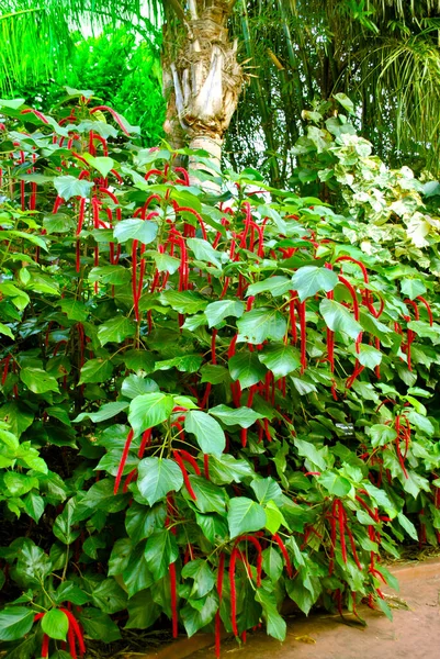 Red-hot cat\'s tail flowers Latin name Acalypha hispida