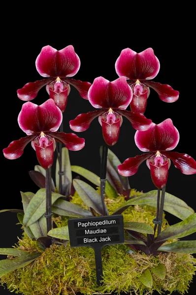 Paphiopedilum Maudiae Czarna Orchidea Kwiaty Czasami Nazywane Ladyslipper Lub Orchidea — Zdjęcie stockowe