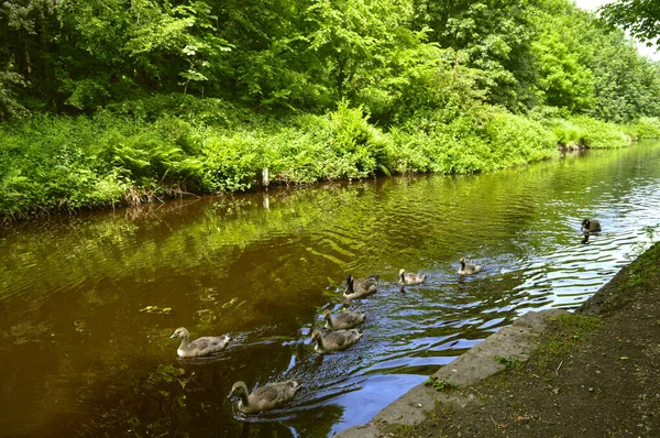 Canadian Geese Latin Name Branta Canadensis Swim Huddersfield Narrow Canal — 스톡 사진
