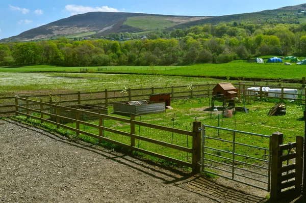 Kurnik Wolnym Wybiegu Friezland Parku Narodowym Peak District — Zdjęcie stockowe