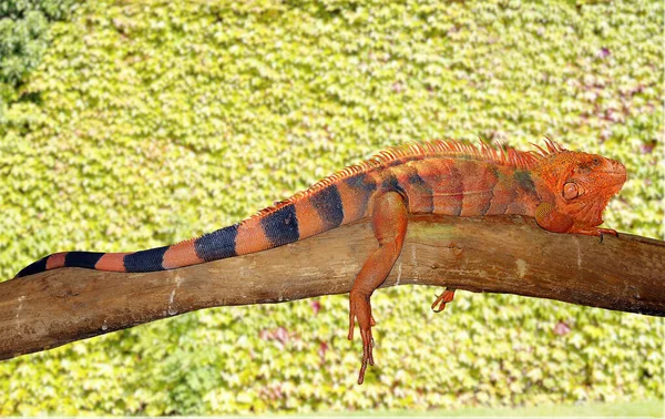 Lagarto Naranja Negro Descansando Sobre Una Rama Árbol Margarita —  Fotos de Stock