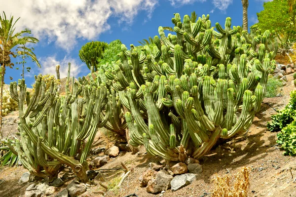 Polaskia Chichipe Columnar Tree Cactus More Commonly Known Chichipe Native — Stock Fotó