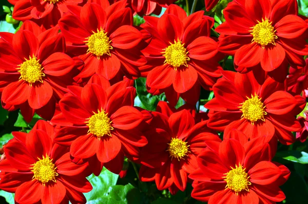 Dahlia DANDY ROJO — Foto de Stock