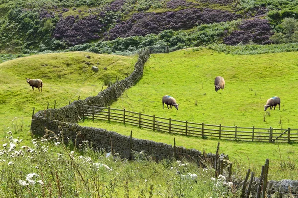 Schafe in derbyshire england uk — Stockfoto