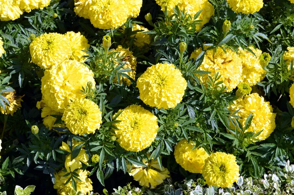 Tagetes erecta 'Discovery Yellow F1' — Zdjęcie stockowe