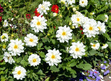 Dahlia dahlietta serisi beyaz