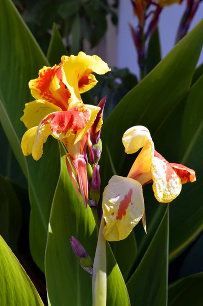 Canna generalis 'Cleopatra' Latin name Indian Shot — Stock Photo, Image