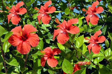 Çin Latince Adı hibiscus rosa-sinensis gülü