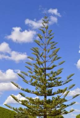 Norfolk Adası Çamı. Latince adı Araucaria heterophylla 'Glauca'