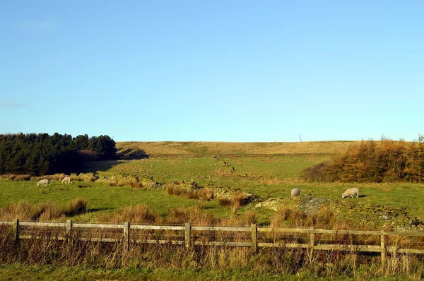 Owce w polu Moors Pennine West, w pobliżu Darwen — Zdjęcie stockowe