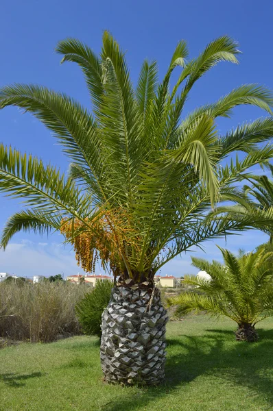Sago Palm Latijnse naam Cycas revoluta — Stockfoto