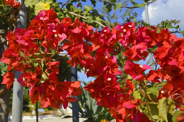 Bougainvillea spectabilis floración —  Fotos de Stock