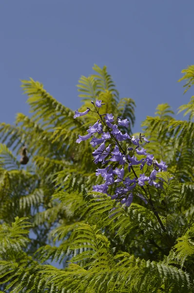 Jacaranda cuspidifolia flowering in Portugal — Stock Photo, Image