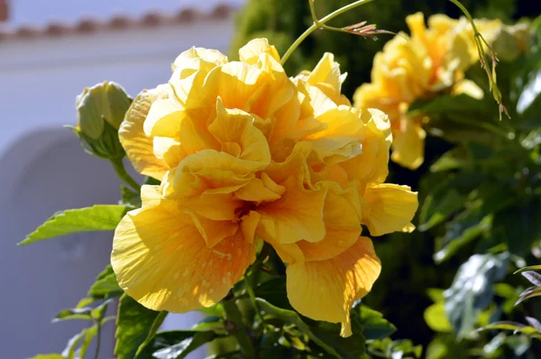 Hibiscus rosa-sinensis sarı formu Üçlü — Stok fotoğraf