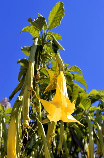 小号树拉丁语名称 brugmansia 木樨 — 图库照片