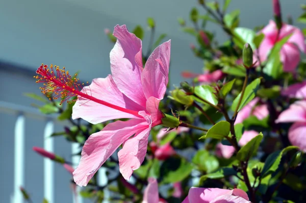중국어 히 비 스커 스 라틴어로 사 나무 꽃 이름 — 스톡 사진