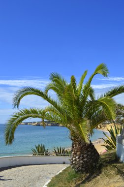 Sago palmiye Latince Adı Cycas revoluta