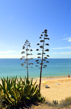 Century Santrali. Latince adı Agave americana 'Variegata'