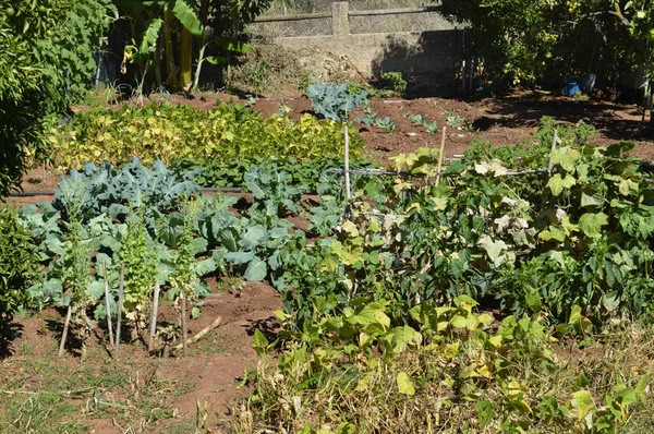 Huerta en Portugal — Foto de Stock