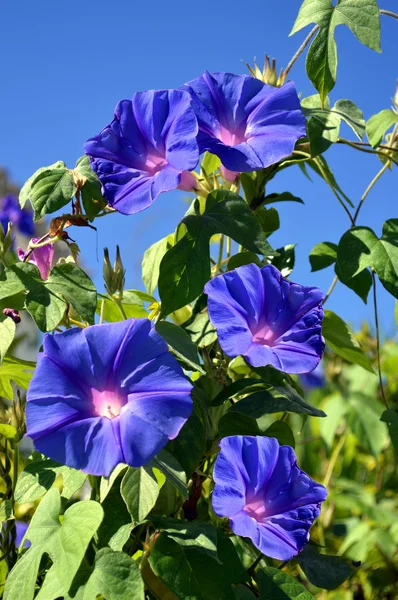 Blauwe trompet vine bloei in Portugal — Stockfoto