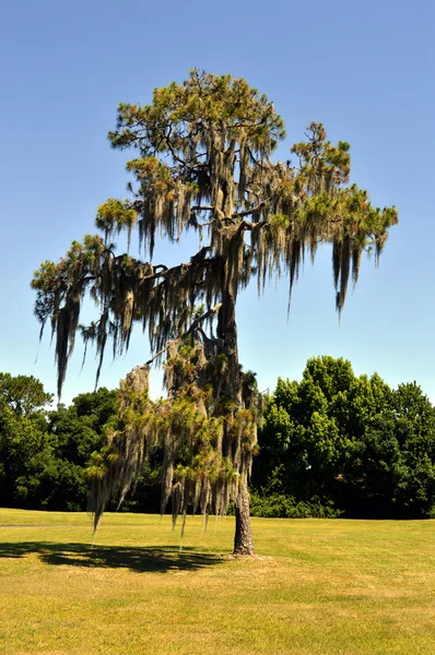 Swamp cypress with spanish moss growing on it — Stock Photo, Image