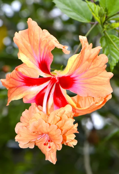 Hibiscus rosa senensis "Podwójna pomarańcza" — Zdjęcie stockowe