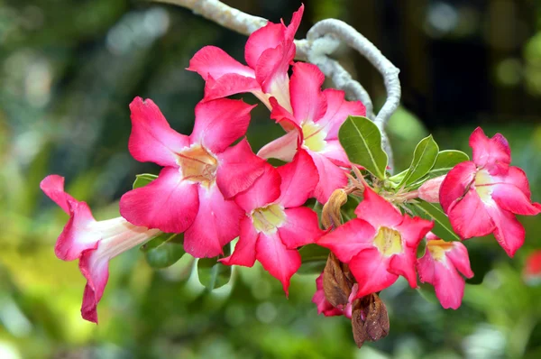 Adenium arabicum 로열티 프리 스톡 사진