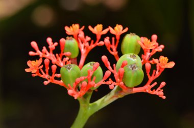 Buda göbek bitki Latince Adı Jatropha podagrica