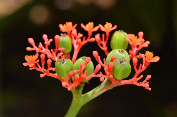 Buddha Belly plant Latin name Jatropha podagrica — Stock Photo, Image