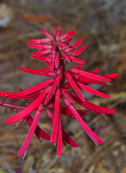 Coral bean Latijnse naam Erythrina herbaceae — Stockfoto