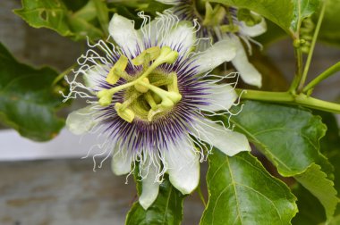 Tutku asma Latince Adı passiflora sıçan mor
