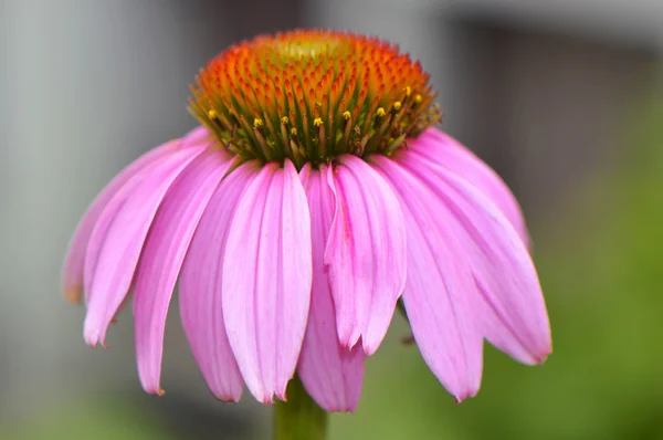 Lilla koneflower blomst – stockfoto