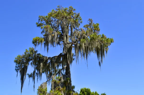 Swamp cypress with spanish moss growing on it — Stock Photo, Image