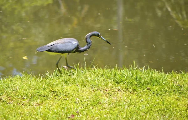 Tricoloured ヘロン ラテン名 Egretta トリコロール — ストック写真