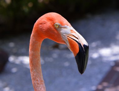 Latince Adı Phoenicopterus ruber Karayip flamingolar