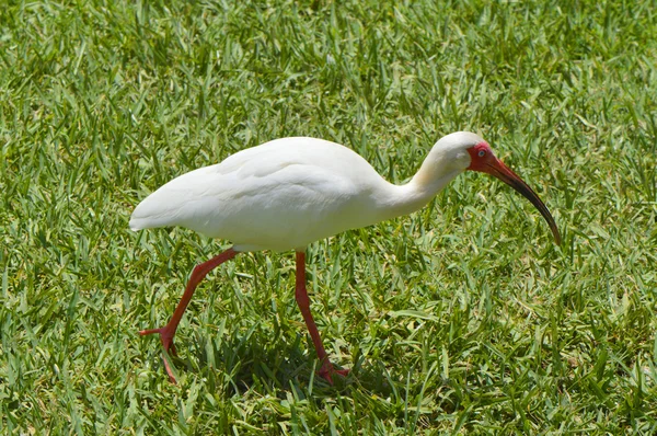 Witte ibis Latijnse naam eudocimus albus — Stockfoto