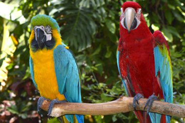 mavi ve sarı Amerika papağanı ve scarlet Amerika papağanı