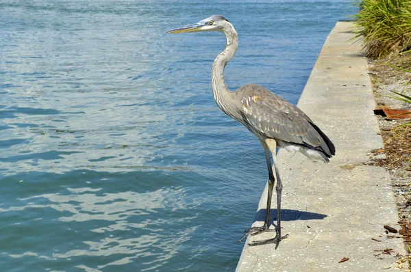 Airone grigio nome latino Ardea cinerea — Foto Stock