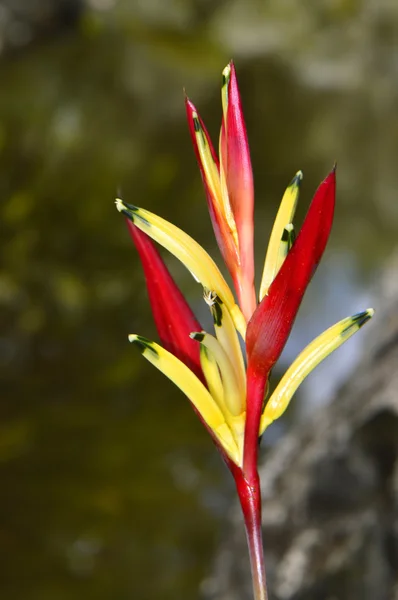 Heliconia psittacorum flower — Stock Photo, Image