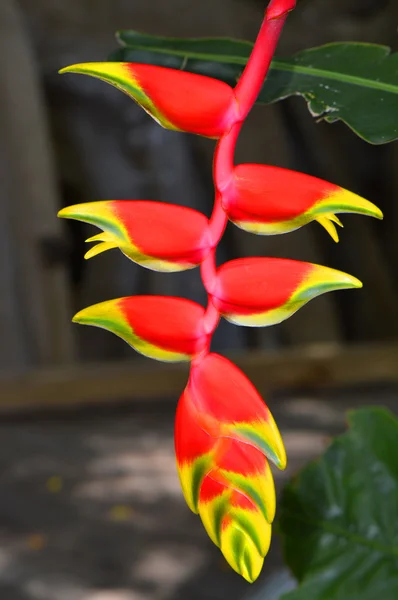 Αστακός νύχι λατινικό όνομα Heliconia rostrata — Φωτογραφία Αρχείου