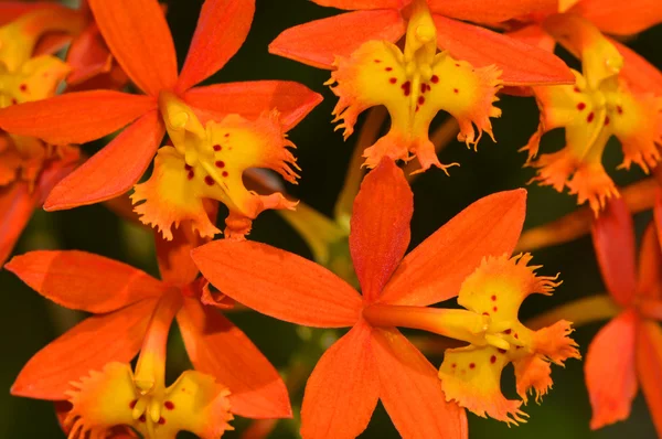 Haç orkide epidendrum radicans