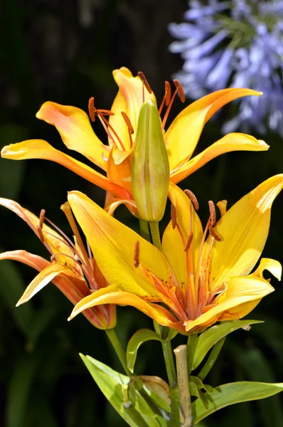 Daylily gerçek gertrud demerest çiçekler — Stok fotoğraf