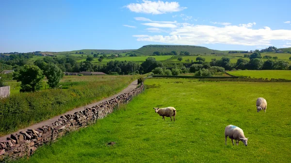 Schafe in haslingden grange, england uk — Stockfoto