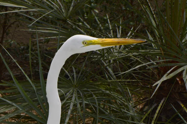 Grote zilverreiger Latijnse naam ardea alba — Stockfoto