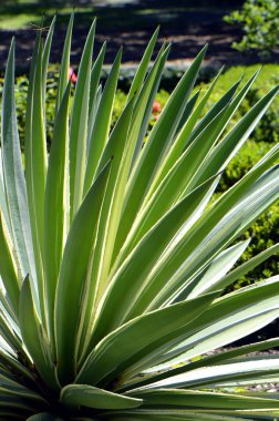 Yüzyıl bitki. Latince adı Agave americana Variegata