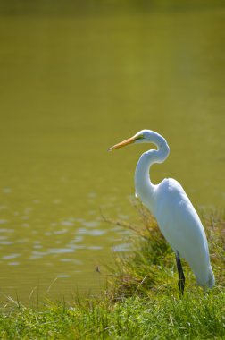 Büyük ak balıkçıl Latince Adı ardea alba