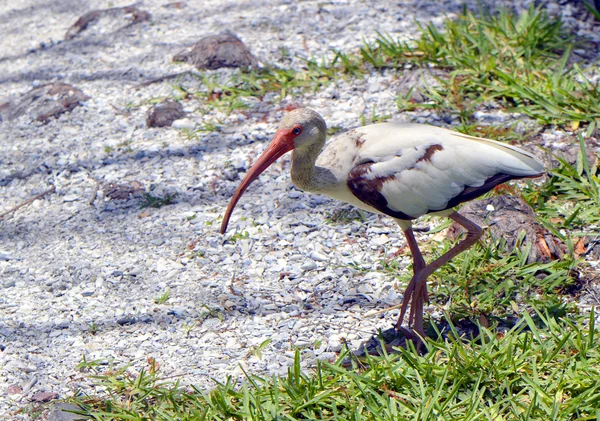 Weißer Ibis — Stockfoto