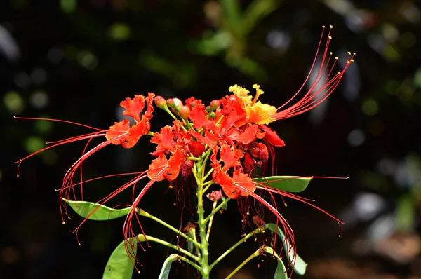 Гордость барбадолатинского имени Caesalpinia pulcherrima — стоковое фото